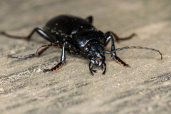 Carabus aeruginosus