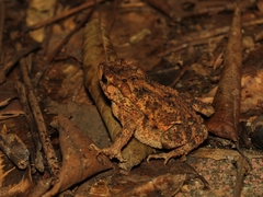 Ingerophrynus biporcatus