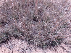 Eragrostis bicolor