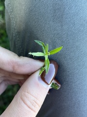 Oldenlandia corymbosa