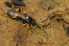 Ichneumon