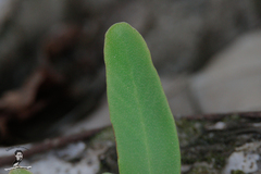 Pyrrosia adnascens