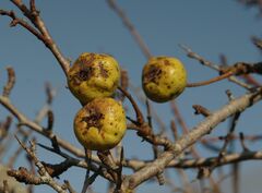 Pyrus nivalis