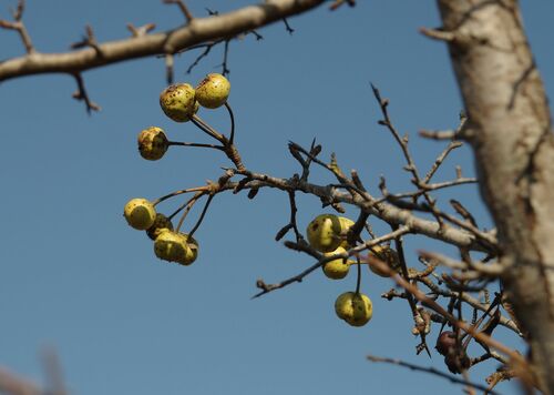 Pyrus nivalis (Pyrus nivalis)