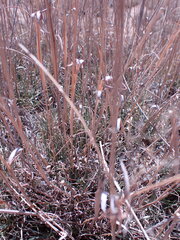 Eragrostis bicolor