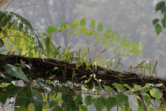 Pyrrosia adnascens