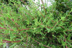 Tetragonia fruticosa