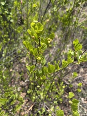 Grewia vernicosa