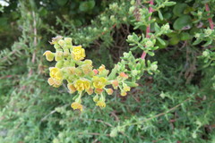 Tetragonia fruticosa