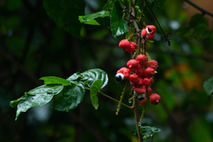 Sapindaceae
