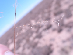 Eragrostis bicolor