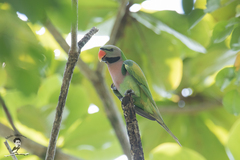 Psittacula alexandri