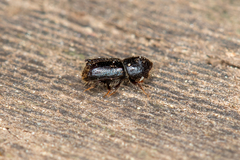 Pityogenes bidentatus