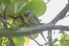 Psittacula alexandri