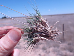 Eragrostis bicolor