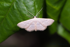 Scopula minorata