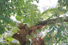 Drynaria quercifolia