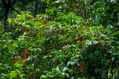Sapindaceae