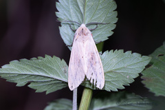 Spilarctia subcarnea