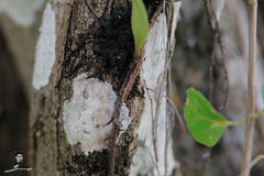 Pyrrosia adnascens