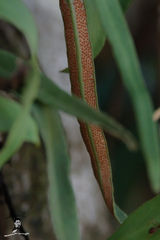 Pyrrosia adnascens