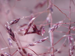 Eragrostis bicolor