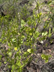 Grewia vernicosa