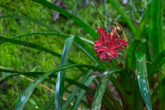 Aechmea distichantha