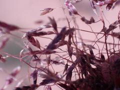 Eragrostis bicolor
