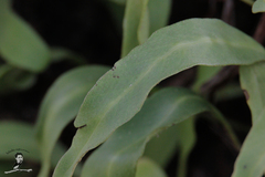 Pyrrosia adnascens