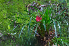 Aechmea distichantha