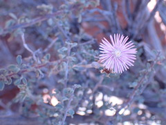 Trichodiadema setuliferum