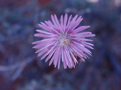 Trichodiadema setuliferum