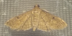 Herpetogramma
