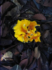 Craterellus odoratus