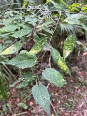 Celticecis acuminata