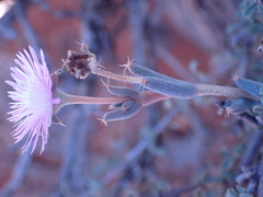 Trichodiadema setuliferum