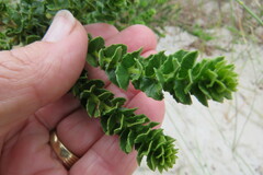 Morella cordifolia