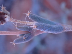 Trichodiadema setuliferum