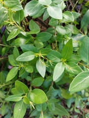 Vinca difformis