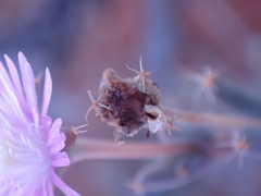 Trichodiadema setuliferum