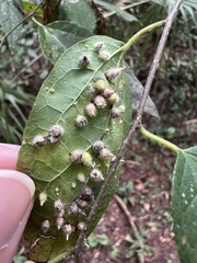 Celticecis acuminata