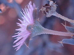 Trichodiadema setuliferum