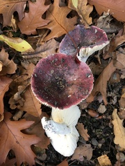 Russula