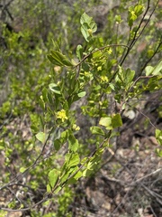 Grewia vernicosa