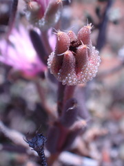 Trichodiadema setuliferum