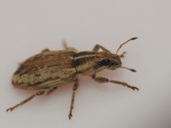 Sitona discoideus
