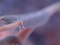 Trichodiadema setuliferum