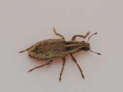 Sitona discoideus