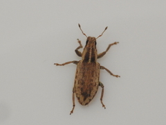Sitona discoideus